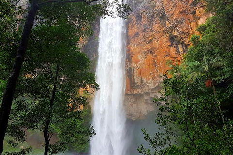 Springbrook Full Day Tour - Accommodation Search 5