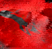 Small-Group Kangaroo Island 4WD Night Tour - Accommodation Search