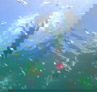 Manly Snorkel Trip and Nature Walk with Local Guide - Accommodation Search