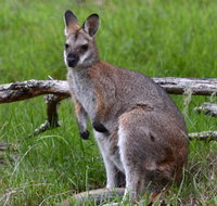 Ultimate Blue Mountains and Wildlife Tour - Accommodation Search
