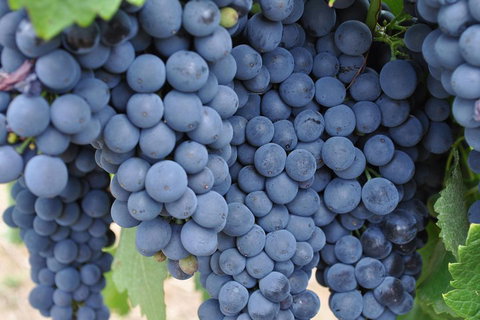 Barossa Valley Cellar Doors Luxury Wine Tour - Accommodation Search 4