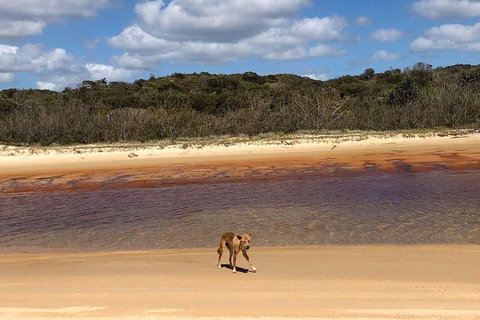 Pippies 3 Days 2 Nights Fraser Island Tour - Accommodation Search 2