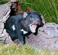 Private Blue Mountains Tour with Kangaroo and Koala Experience - Accommodation Search