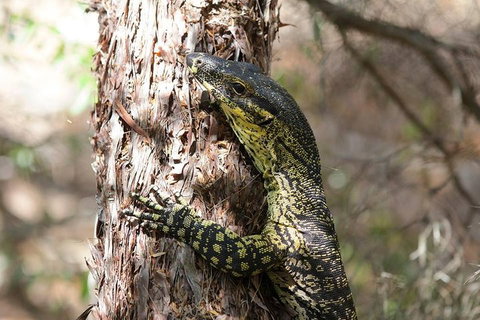 Byron Bay Combo: Minyon Falls And Hinterland Day Trip And Learn To Surf At Byron Bay - Accommodation Search 0