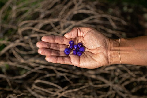 Cape Byron Aboriginal Tour - Accommodation Search 0