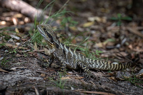 Cape Byron Aboriginal Tour - Accommodation Search 3