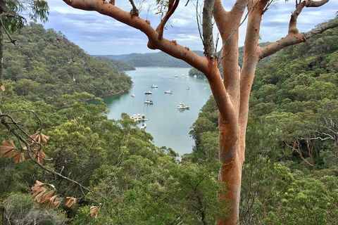 Shore Excursion: Sydney's Northern Beaches & Ku-ring-gai National Park Bus Tour - Accommodation Search 1