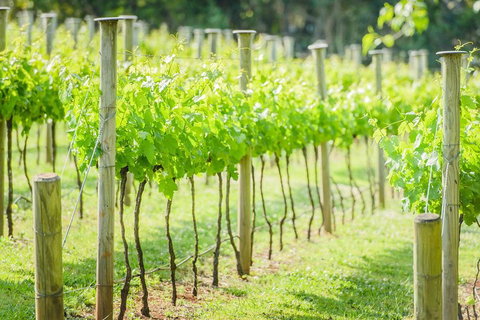 Deluxe Winery Tour To Tamborine Mountain, Includes Gourmet Two Course Lunch - Accommodation Search 5