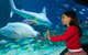 Melbourne BIG Ticket - LEGOLAND Discovery And SEA LIFE Melbourne - thumb 1