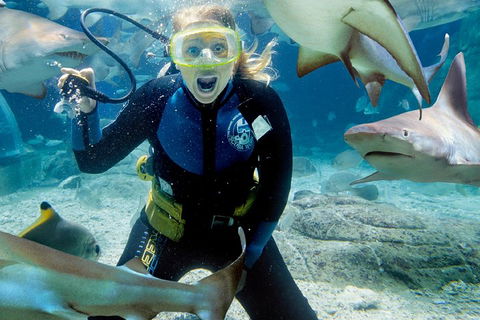 Shark Dive Experience At SEA LIFE Melbourne Aquarium - Accommodation Search 0