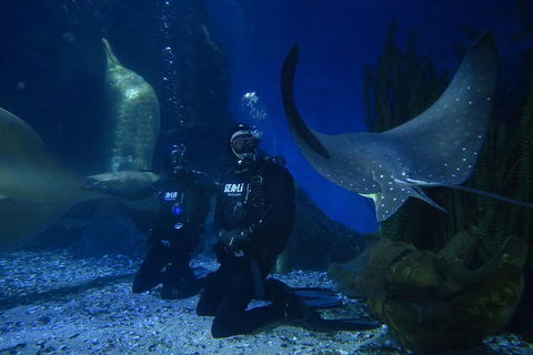 Shark Dive Experience At SEA LIFE Melbourne Aquarium - Accommodation Search 1