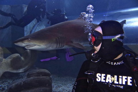 Shark Dive Experience At SEA LIFE Melbourne Aquarium - Accommodation Search 2