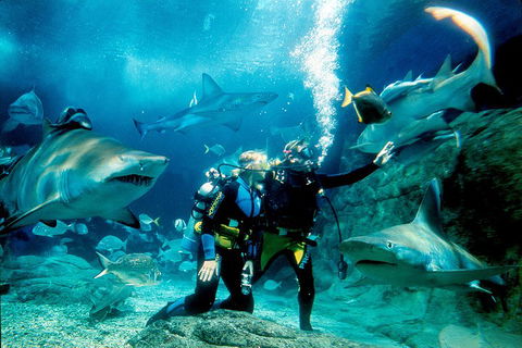 Shark Dive Experience At SEA LIFE Melbourne Aquarium - Accommodation Search 3