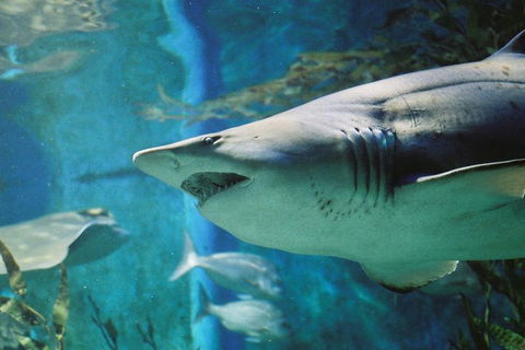 Shark Dive Experience At SEA LIFE Melbourne Aquarium - Accommodation Search 4