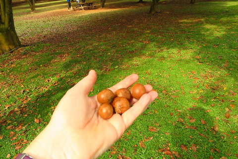 3-Hour Small-Group Byron Bay Tour - Accommodation Search 2