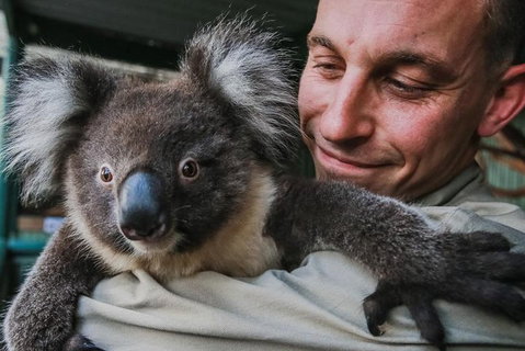 Kangaroos & Koala Encounter Experience (Half Day Private Tour) - Accommodation Search 0