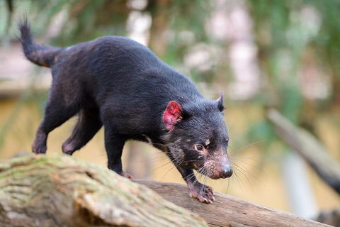 Kangaroos & Koala Encounter Experience (Half Day Private Tour) - Accommodation Search 1