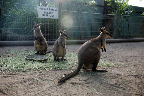 Kangaroos & Koala Encounter Experience (Half Day Private Tour) - Accommodation Search 2
