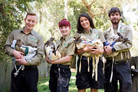 Kangaroos & Koala Encounter Experience (Half Day Private Tour) - Accommodation Search 3