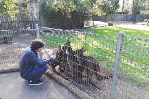 Kangaroos & Koala Encounter Experience (Half Day Private Tour) - Accommodation Search 4