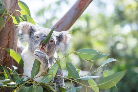 Kangaroos & Koala Encounter Experience (Half Day Private Tour) - Accommodation Search 5