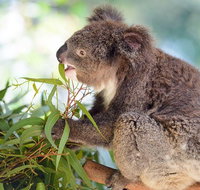 Blue Mountains Private Tour with Kangaroos  Koala Encounter - Accommodation Search