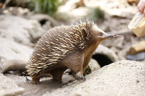 Healesville Sanctuary General Entry Ticket - Accommodation Search 4