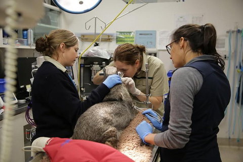 Healesville Sanctuary General Entry Ticket - Accommodation Search 5