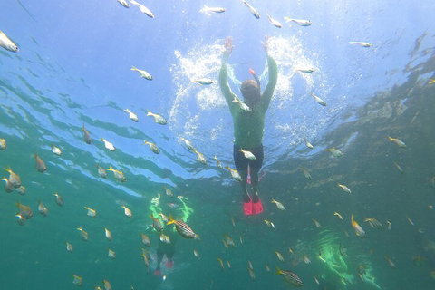 Manly Snorkel Trip And Nature Walk With Local Guide - Accommodation Search 0