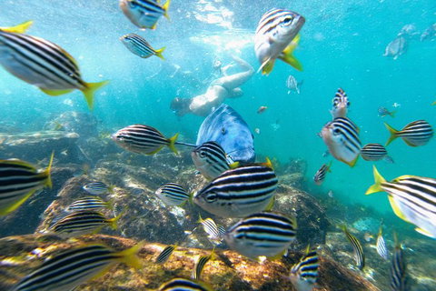 Manly Snorkel Trip And Nature Walk With Local Guide - Accommodation Search 2
