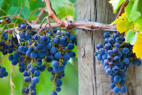 Yarra Valley, Dandenong Ranges Inc. Lunch With Wine,plus Morning Tea,chocolate - Accommodation Search 0