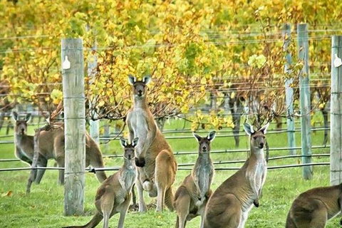 Margaret River Indulge And Discover Day Tour - Accommodation Search 0