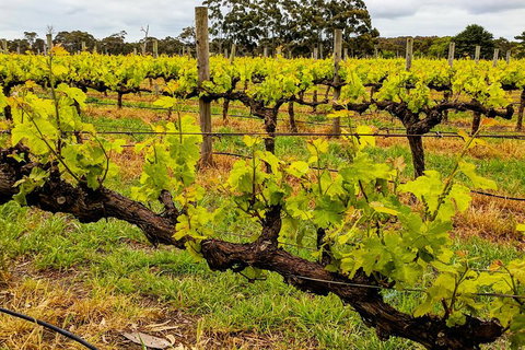 Margaret River Indulge And Discover Day Tour - Accommodation Search 5