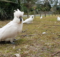 Kiama South Coast Tour with Coastline Farmlands Aboriginal Engravings  Lunch - Accommodation Search