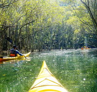 Middle Harbour Mangrove Explorer - Accommodation Search