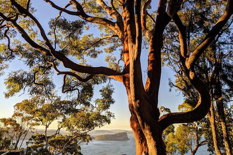 Manly & Sydney's Northern Beaches With 'Personalised Sydney Tours' - Accommodation Search 4