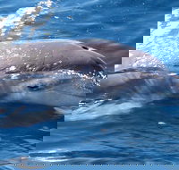 Jervis Bay Dolphin Watch Cruise - Accommodation Search