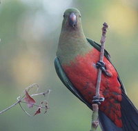 Inside the Greater Blue Mountains World Heritage - A Wildlife Safari Overnight - Accommodation Search