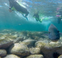Manly and Shelly Beach Snorkeling Tour - Accommodation Search