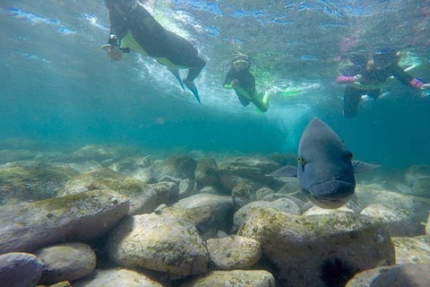 Manly And Shelly Beach Snorkeling Tour - Accommodation Search 0