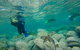 Manly And Shelly Beach Snorkeling Tour - thumb 1