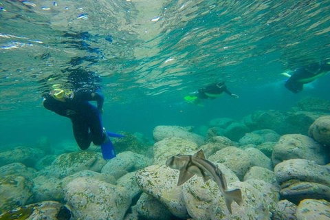 Manly And Shelly Beach Snorkeling Tour - Accommodation Search 1