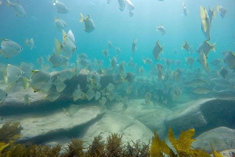 Manly And Shelly Beach Snorkeling Tour - Accommodation Search 2