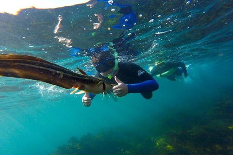 Manly And Shelly Beach Snorkeling Tour - Accommodation Search 3