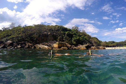 Manly And Shelly Beach Snorkeling Tour - Accommodation Search 4