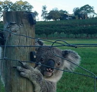 The Secret Vines Experience Port Macquarie - Accommodation Search