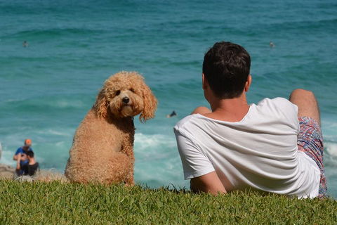 See Sydney With A Local: Private & Personalized - Accommodation Search 5
