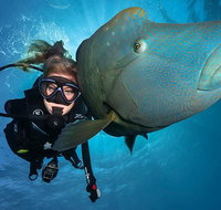 Great Barrier Reef Snorkeling and Diving Cruise from Cairns - Accommodation Search