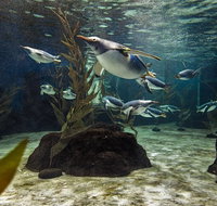 SEA LIFE Sydney Aquarium Entrance Ticket - Accommodation Search
