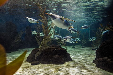 SEA LIFE Sydney Aquarium Entrance Ticket - Accommodation Search 0